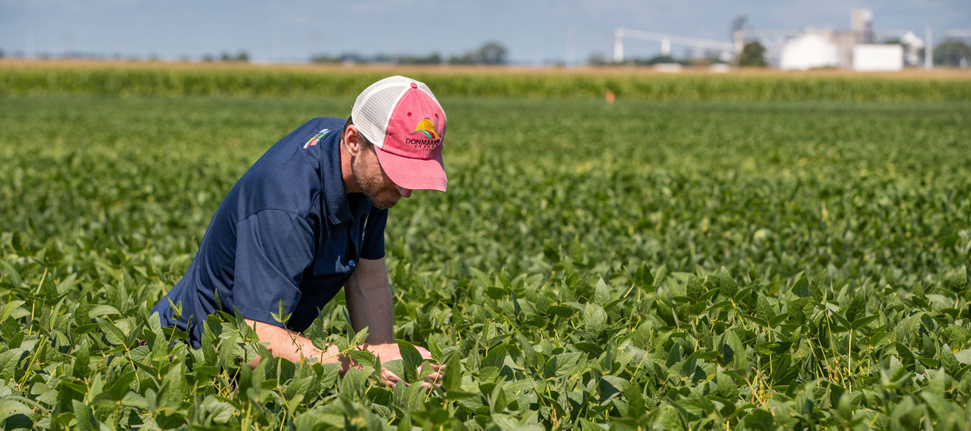 Man inspecting a soybean field