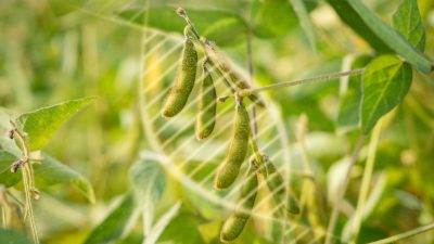 DM-Web_green-soy-beans