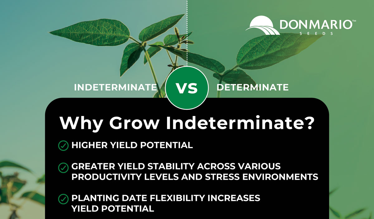 Indeterminate vs Determinate DONMARIO Seeds